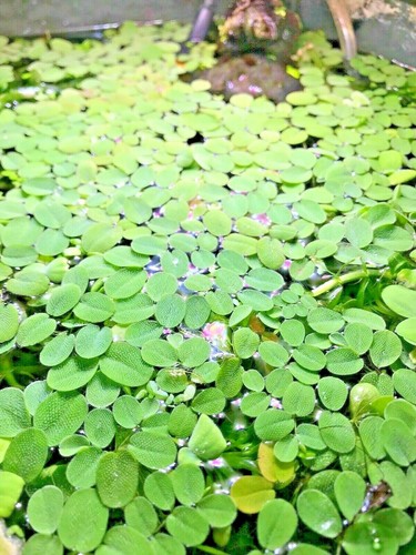 Salvinia minima live tropical - salvinia,