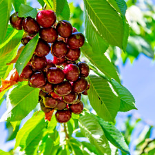 Cherry Tree Hedelfinger -