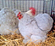 6X Fresh Poultry Chicken Eggs packed  in polystyrene  boxes  