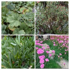 Alpine Plants Mix Collection Rockery Perennials Plants Hardy Rock Garden x 12