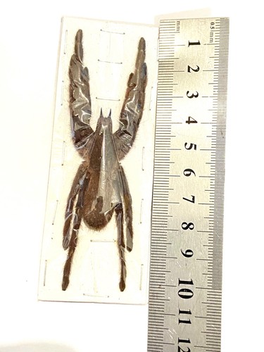 Tarantula taxidermy - tarantula,