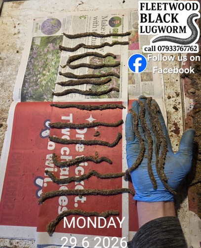 Frozen black lugworm - frozen, packs