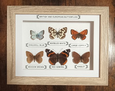 Taxidermy Framed Real British