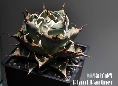 Rare agave titanota - agave, hades