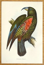 Antique Parrot Print MOUNTAIN PARROT, KEA Original Greene Bird Engraving 1884