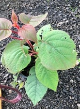 HARDY  "KIWI FRUIT" JENNY
