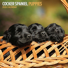 Cocker Spaniel Puppies 2026