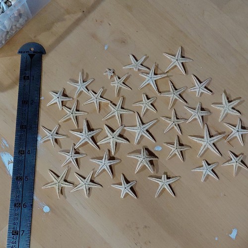 Lot dried starfish - of, 28