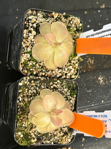 Pinguicula ehlersiae alba - pinguicula,