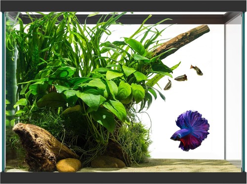 Gallon glass aquarium large - glass,
