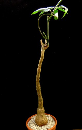 Cyphostemma