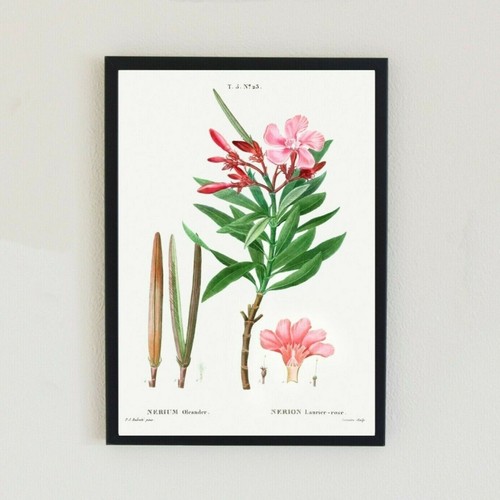 Botanical vintage illustration - botanical,