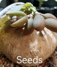 adenia ovata   S eeds   3/5/10PCS