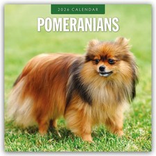 Pomeranians 2026 Square Wall Calendar: Original Red Robin Publishing Ltd-Kalende