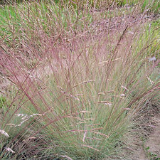 Amethyst Fescue Festuca