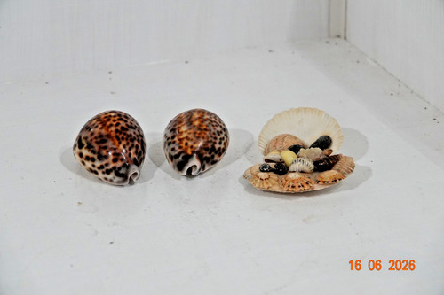 Collection seaside shell - collection, of