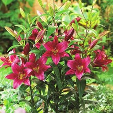 Giant Tree Lily Bulbs "Purple