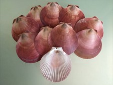 Natural beach sea shells - beach,