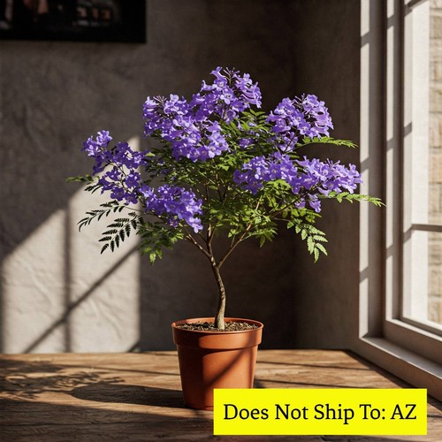 Jacaranda tree live - jacaranda, plant