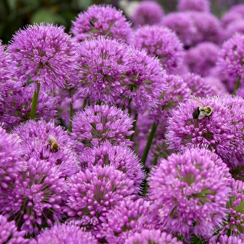 Allium serendipity - allium,