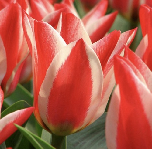 15x pinocchio greigii tulip - greigii,