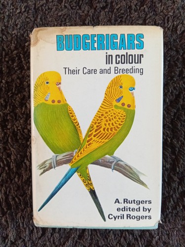 Budgerigars colour their - budgerigars, colour: