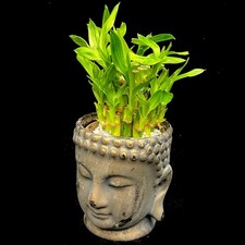 Lucky bamboo plant dracaena - plant,
