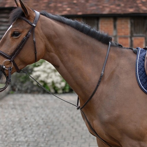 Mark todd standing martingale - mark,