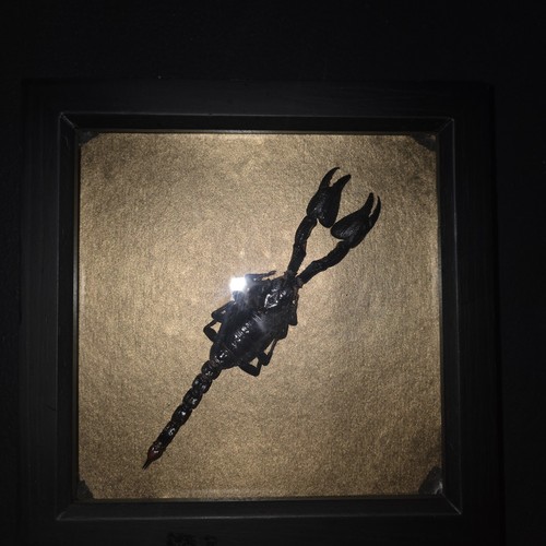 Real taxidermy scorpion - real,