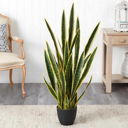 Sansevieria snake - 4’,