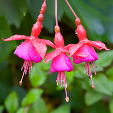 Fuchsia Beacon | Colourful Outdoor Garden Ready Potted Hardy Shrubs Plants