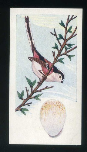 1962 lyons maid birds and - 1962,