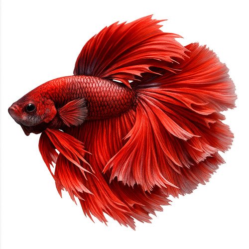 Betta siamese fighting - betta,
