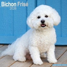 Bichon Frise 2026 Calendar