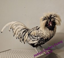 Polish Bantam Hatching Eggs 6+