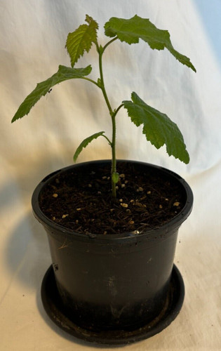 Kentish cobnut tree seedling - kentish,