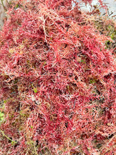 Pink sphagnum moss - pink,