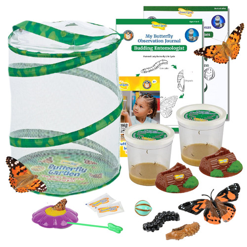 Insect lore butterfly - insect,