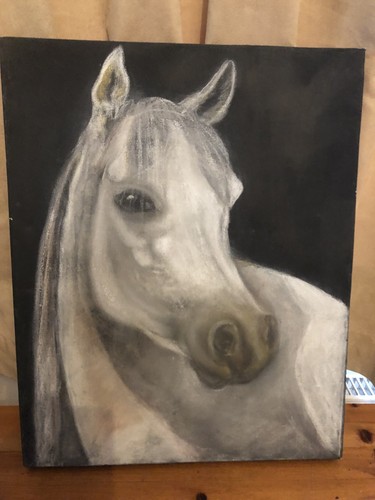 Beautiful white horse head on - white,