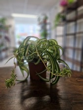 Curly Spider Plant With Pups Easy Care Live Houseplant For Any Room