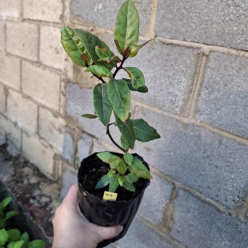 Laurus nobilis bay laurel - nobilis,