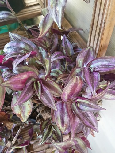 Wandering jew tradescantia - wandering,