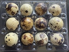 Falb Fee Coturnix Quail Eggs x