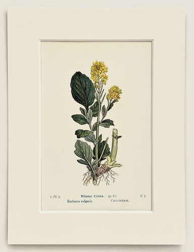 Winter cress 1920 antique - cress,