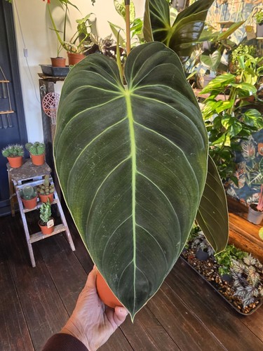Philodendron melanochrysum