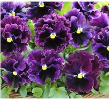 Flower-Pansy Winter Flowering Frizzle Sizzle F1 Burgundy- 5 Premium  Seeds -1st 