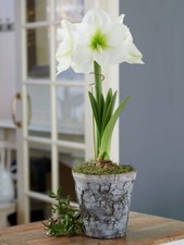 Christmas Plant White -