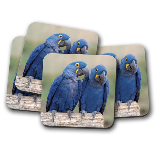 Set hyacinth macaw coaster - hyacinth,