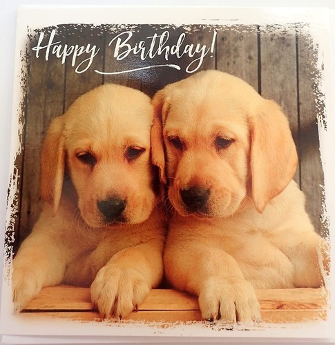 Dog birthday card puppies - birthday,