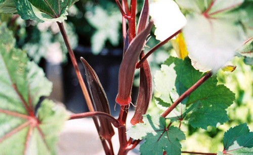 Burgundy okra plug - okra, |